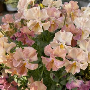 ビオラ,パスフリ,寄せ植え,ガーデニング,花のある暮らしの画像