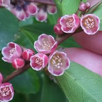 ヒサカキ,公園,樹木,木に咲く花の画像