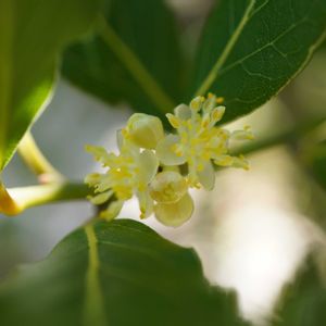 月桂樹,月桂樹,広葉樹,バッタさん,ハーブの画像