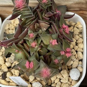 茜の塔錦,茜の塔,葉挿し,葉ざし,ベランダ多肉の画像