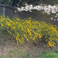 ヤマブキの画像