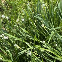 スズランの画像