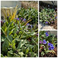 プルモナリア,プルモナリア ダイアナクレア,ガーデニング,カラーリーフ,斑入り。の画像