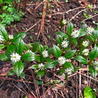 ヒトリシズカ,山野草,目黒自然教育園の画像