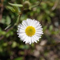 エリゲロン,グランドカバー,白い花,青空,マクロ撮影の画像