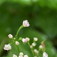 レウィシア,三つ葉,ミツバ,カキドオシ,水仙　ルーレットの画像