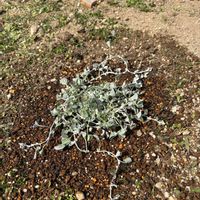 アジュガ,セダム,タイム,リシマキア,ディコンドラ シルバーフォールの画像