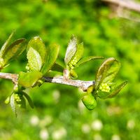 バイモ,サワフタギ,山野草,目黒自然教育園の画像