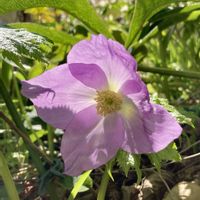 シラネアオイ,山野草,花のある暮らし,庭の宿根草,花木と宿根草の庭の画像