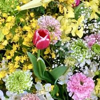 カスミソウ,チューリップ,アレンジ,散歩道,手水舎の画像