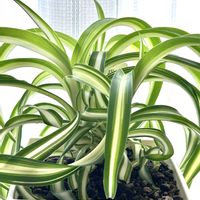 オリヅルラン,オリヅルラン ボニー,観葉植物,PR,三ツ星品質モニターの画像