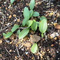 ツユクサの画像