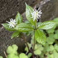 ヒトリシズカ,植物男子,おうち園芸,小さな庭,庭の画像