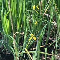 キツネノボタン,キショウブ（黄菖蒲）の画像