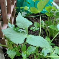 イタリアンパセリ,フェンネル,ムスカリ,ローズマリー,パクチーの画像