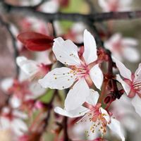 ユスラウメの画像