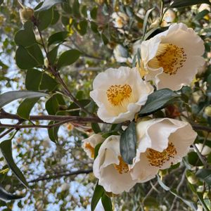 ナツツバキの画像