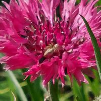 ヤグルマギク,ヤグルマギクの画像