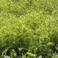 カタバミ,カラスノエンドウ,緑の絨毯,キュンキュン乙女倶楽部,GS映えの画像