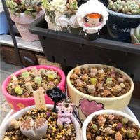 リトープス,ブースカ,繋がりに感謝✨,45さんありがとう♡,パンダの日の画像