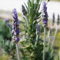 キャットミント,イングリッシュラベンダー,ラベンダー デンタータ,ハーブ,花壇の画像