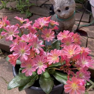 ガーデニング,マンション専用庭,庭の画像