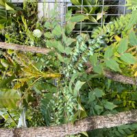 ヒイラギナンテンの画像