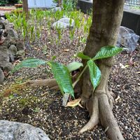 ムサシアブミ,スマホ,小さな庭の画像