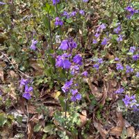 アジュガの画像