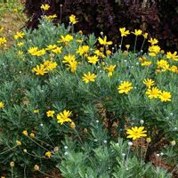 ユリオプスデージー,出かけ先の画像