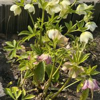 クリスマスローズ,クリスマスローズ,コキア,コキア,スカシユリの画像