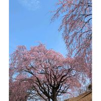 ハナニラ,ビオラ,レースラベンダー,しだれ桜,土曜日は紫の花の画像
