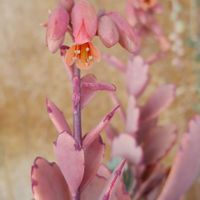 胡蝶の舞,朝貢玉,リトープス属,ゴスるん花,ゴスるんリトプー♡の画像