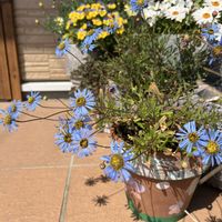 デージー,ブルーデージー,ビオラ,キングフィッシャー デージー,キングフィッシャー デージーの画像