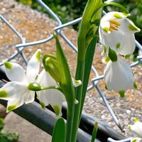 スノーフレーク,スノーフレーク（鈴蘭水仙）,花のある暮らし,大事に育てたい,うどん県人会の画像