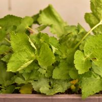 クレソン,クレソン,水菜,水菜,葱坊主の画像