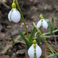 クリスマスローズ,スノードロップ,白い花,北海道,いやされるの画像