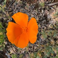 ハナビシソウの画像