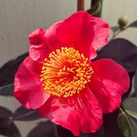 ネギ,椿 つばき,ねぎ収穫,絞妙蓮寺,椿　甘い蜜の画像