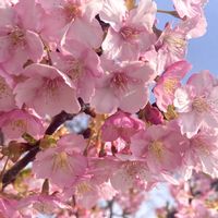 サクラ,ツクシ,アミガサユリの画像