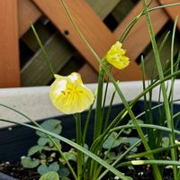 イチゴ,ルッコラ,ペチコート水仙,赤丸はつか大根,銅葉ぷちダリア　フレディーの画像