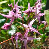 イカリソウ,山野草,目黒自然教育園の画像