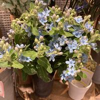 ブルースターの画像