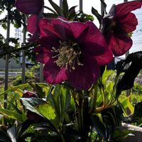 クリスマスローズ,アジュガ　チョコレートチップ,小さな庭の画像