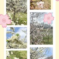 イオノプシジウム,クリスマスローズ,ブライダルベール,ジュズサンゴ,アルテルナンテラ エンジェルレースの画像