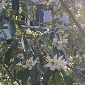 タイサンボクの画像