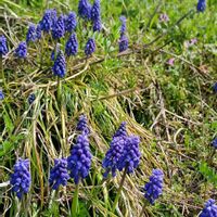 ムスカリ,レンギョウ,タンポポの綿毛,キツネノボタンの画像