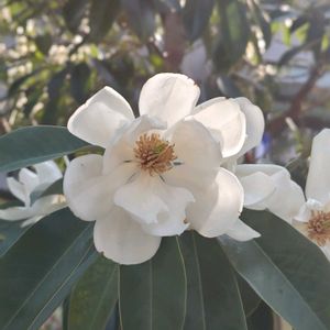 タイサンボクの画像