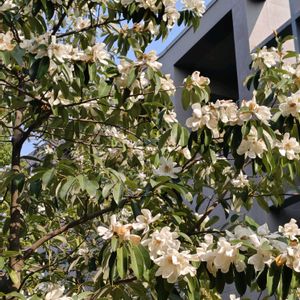 タイサンボクの画像