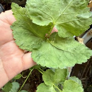 スミレ,ヒメリュウキンカ,ミニトマト,ミツバ,新芽♪の画像